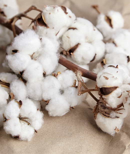 Organic cotton