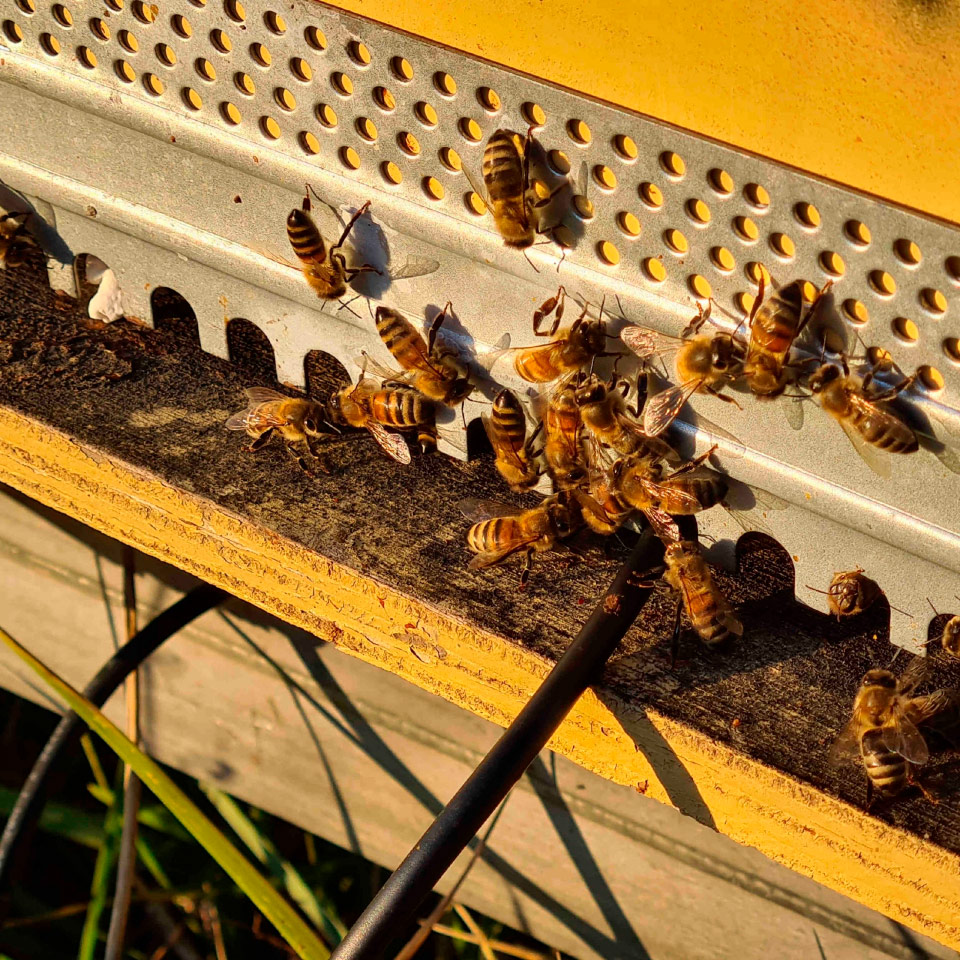 The corporate apiary